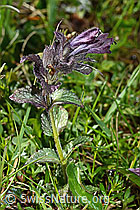 Bartsia alpina (C195296)