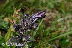 Bartsia alpina (C195297)