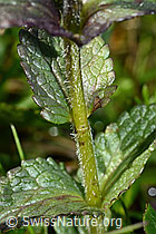 Bartsia alpina (C195298)