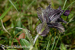 Bartsia alpina (C195301)