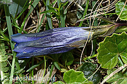 Gentiana clusii (26.06.2021, C195329) Gentiana clusii (26.06.2021, C195329)