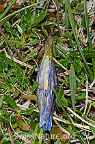Gentiana clusii (C195333) Gentiana clusii (C195333)