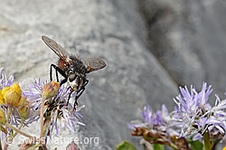 Nowickia ferox (Raupenfliege) auf Herzblättrige Kugelblume (Globularia cordifolia) (C195335) Nowickia ferox (Raupenfliege) auf Herzblättrige Kugelblume (Globularia cordifolia) (C195335)