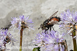 Nowickia ferox (Raupenfliege) auf Herzblättrige Kugelblume (Globularia cordifolia) (C195337) Nowickia ferox (Raupenfliege) auf Herzblättrige Kugelblume (Globularia cordifolia) (C195337)