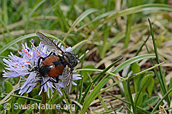 Nowickia ferox (Raupenfliege) auf Herzblättrige Kugelblume (Globularia cordifolia) (C195342) Nowickia ferox (Raupenfliege) auf Herzblättrige Kugelblume (Globularia cordifolia) (C195342)