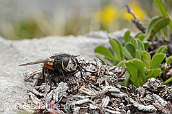 Nowickia ferox (Raupenfliege) (C195343) Nowickia ferox (Raupenfliege) (C195343)