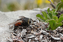 Nowickia ferox (Raupenfliege) (C195345) Nowickia ferox (Raupenfliege) (C195345)