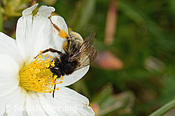 Alpenrosen-Lockensandbiene (Andrena rogenhoferi) auf Silberwurz (Dryas octopetala) (C195382) Alpenrosen-Lockensandbiene (Andrena rogenhoferi) auf Silberwurz (Dryas octopetala) (C195382)