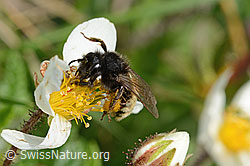 Alpenrosen-Lockensandbiene (Andrena rogenhoferi) auf Silberwurz (Dryas octopetala) (C195386) Alpenrosen-Lockensandbiene (Andrena rogenhoferi) auf Silberwurz (Dryas octopetala) (C195386)