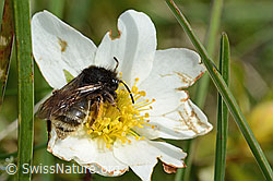 Alpenrosen-Lockensandbiene (Andrena rogenhoferi) auf Silberwurz (Dryas octopetala) (C195398) Alpenrosen-Lockensandbiene (Andrena rogenhoferi) auf Silberwurz (Dryas octopetala) (C195398)