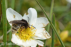 Alpenrosen-Lockensandbiene (Andrena rogenhoferi) auf Silberwurz (Dryas octopetala) (C195399) Alpenrosen-Lockensandbiene (Andrena rogenhoferi) auf Silberwurz (Dryas octopetala) (C195399)