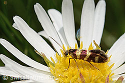 Bergwiesen-Urfalter (Micropterix allionella) auf Alpenmasslieb (Aster bellidiastrum)