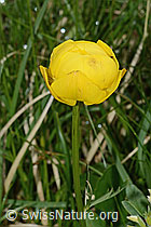 Trollblume (Trollius europaeus) (26.06.2021, C195421)