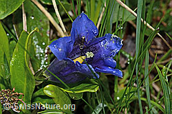 Gentiana clusii (C195423)