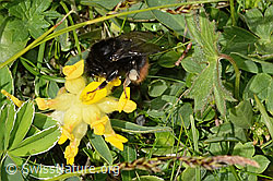 Bergwald-Hummel (Bombus wurflenii) an Alpen-Wundklee (Anthyllis vulneraria ssp. alpestris) (C195437) Bergwald-Hummel (Bombus wurflenii) an Alpen-Wundklee (Anthyllis vulneraria ssp. alpestris) (C195437)