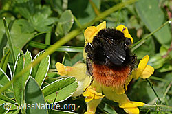 Bergwald-Hummel (Bombus wurflenii) an Alpen-Wundklee (Anthyllis vulneraria ssp. alpestris) (C195439) Bergwald-Hummel (Bombus wurflenii) an Alpen-Wundklee (Anthyllis vulneraria ssp. alpestris) (C195439)