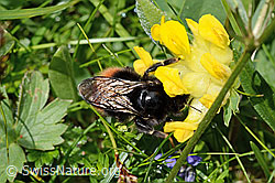 Bergwald-Hummel (Bombus wurflenii) an Alpen-Wundklee (Anthyllis vulneraria ssp. alpestris) (C195440) Bergwald-Hummel (Bombus wurflenii) an Alpen-Wundklee (Anthyllis vulneraria ssp. alpestris) (C195440)