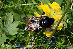 Bergwald-Hummel (Bombus wurflenii) an Alpen-Wundklee (Anthyllis vulneraria ssp. alpestris) (C195441) Bergwald-Hummel (Bombus wurflenii) an Alpen-Wundklee (Anthyllis vulneraria ssp. alpestris) (C195441)