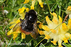 Bergwald-Hummel (Bombus wurflenii) an Alpen-Wundklee (Anthyllis vulneraria ssp. alpestris) (C195443) Bergwald-Hummel (Bombus wurflenii) an Alpen-Wundklee (Anthyllis vulneraria ssp. alpestris) (C195443)
