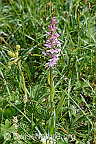 Gymnadenia conopsea (C195470)