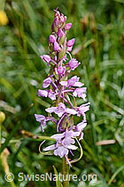 Langspornige Handwurz (Gymnadenia conopsea) (26.06.2021, C195471)