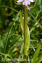 Gymnadenia conopsea (C195472)
