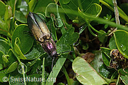 Kupferfarbener Kammhorn-Schnellkäfer (Ctenicera cuprea) (C195503)