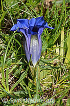 Gentiana clusii (26.06.2021, C195514) Gentiana clusii (26.06.2021, C195514)