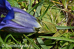 Gentiana clusii (C195515)