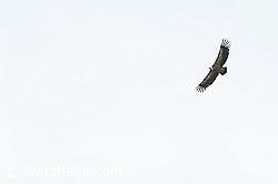 Gänsegeier (Gyps fulvus) (26.06.2021, C195542)