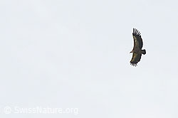 Photo: Gyps fulvus