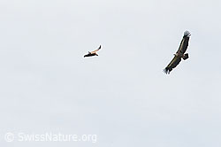 Photo: Gyps fulvus