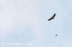 Photo: Gyps fulvus