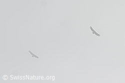 Photo: Gyps fulvus