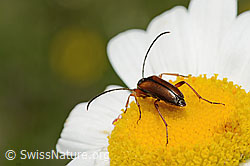 Tabakfarbiger Schmalbock (Alosterna tabacicolor) auf Blume (C195587) Tabakfarbiger Schmalbock (Alosterna tabacicolor) auf Blume (C195587)