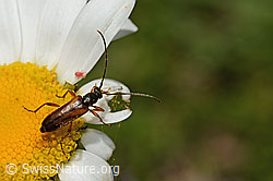 Tabakfarbiger Schmalbock (Alosterna tabacicolor) auf Blume (C195593) Tabakfarbiger Schmalbock (Alosterna tabacicolor) auf Blume (C195593)