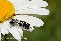 Crossocerus leucostoma (Grabwespe) auf Gewöhnlicher Wiesen-Margerite (Leucanthemum vulgare) (26.06.2021, C195597)