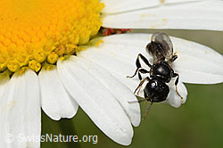 Crossocerus leucostoma on Leucanthemum vulgare (C195599)