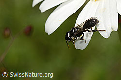 Crossocerus leucostoma on Leucanthemum vulgare (C195602)