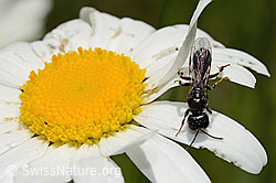 Crossocerus leucostoma on Leucanthemum vulgare (C195604)