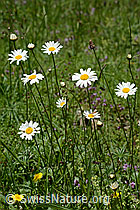 Leucanthemum vulgare (C195609)