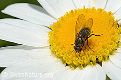 Limnophora triangula (Fliege) auf Gewöhnlicher Wiesen-Margerite (Leucanthemum vulgare) (C195610) Limnophora triangula (Fliege) auf Gewöhnlicher Wiesen-Margerite (Leucanthemum vulgare) (C195610)