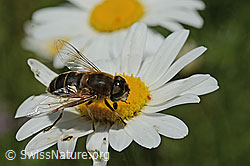 Gemeine Keilfleckschwebfliege (Eristalis pertinax) auf Gewöhnlicher Wiesen-Margerite (Leucanthemum vulgare) (26.06.2021, C195628)