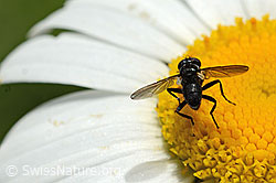 Phania funesta on Leucanthemum vulgare (C195633)
