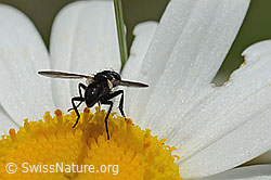 Phania funesta on Leucanthemum vulgare (C195640)