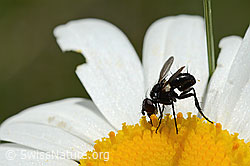 Phania funesta on Leucanthemum vulgare (C195642)