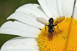 Erdwanzenfliege (Phania funesta) auf Gewöhnlicher Wiesen-Margerite (Leucanthemum vulgare) (26.06.2021, C195644)