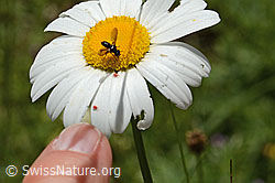 Erdwanzenfliege (Phania funesta) auf Gewöhnlicher Wiesen-Margerite (Leucanthemum vulgare) (C195647)