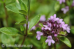 Thymus praecox ssp. polytrichus (C195657)