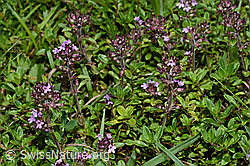Thymus praecox ssp. polytrichus (C195658)